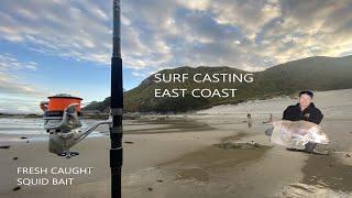 Surfcasting For Snapper NZ | East Coast Mangawhai - Fresh Squid Bait