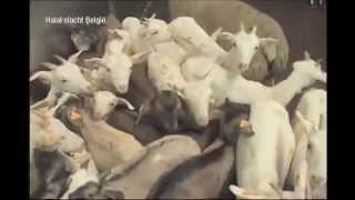 Halal animal cruelty exposed - Full Documentary