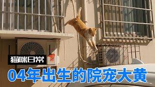 猫咪日常，院里的团宠，大姐大，至少八岁的大黄。| Cat Daily - Dahuang - at least eight years old cat.