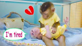 Pupu monkey is very attentive to baby monkey Poki