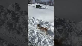 Cooper found somewhere to run in the snow! #dog #shihtzumania
