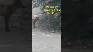 Up close to a wild Fox - Walks straight pass me... #fox #wildlife #nature #outdoors #wildanimal