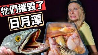 [ENG SUB] Fishing Invasive Snakehead And Red Devil In Sun Moon Lake