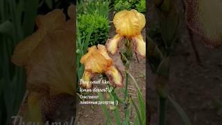 #iris #ирис #garden #flowers #nature #blossom #сад #spring #мойсад #красотыприроды #balmforyoursoul