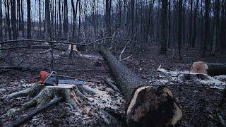 Felling Maple Again, Felling & Skidding , It's All Part Of It & Each Is As Important As The Other