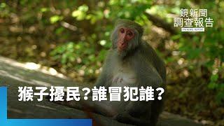 猴子下山誰之過？人猴靠這招和解共生｜淺山動物大冒險｜鏡新聞調查報告 #鏡新聞