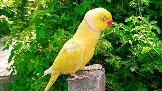 Cute yellow Ringneck Parrot talking