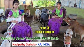 Nadipathy Cattle | 1 to 2 Feet Height | #miniature #trending #minicows #yt #youtube #sanatanadharma