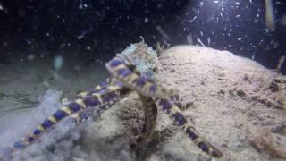 Southern Blue-ringed octopus.  Hapalochlaena maculosa.