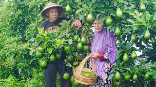 Memetik Alpukat di Kebun | Masak Tumis Tahu Kecap, Cah Kangkung, Peyek Teri, dan Buko Sago Alpukat