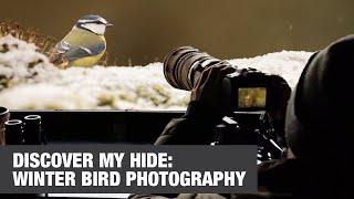 Winter Bird Photography: Stunning Shots from My Hidden Hide! #wildlifephotography Silent vlog ASMR