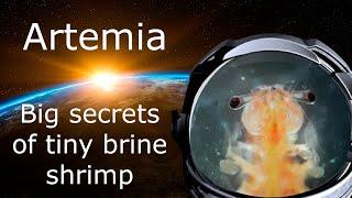 What Is Artemia? All About Brine Shrimp: Interesting Facts, Anatomy, Habitat and Reproduction