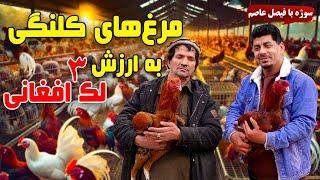 Sozha: Kolangi fowl at AFN 300,000  / سوژه: مرغ های کلنگی به قیمت سه صدهزار افغانی 