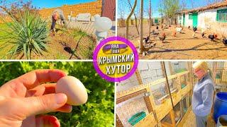 Семья живет на хуторе в Крыму. Индюк покинул нас! Сажем розы по 250р. Нашел яйцо цесарки! Круятник.