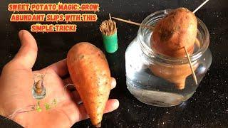 Sweet Potato Magic: Grow Abundant Slips with this Simple Trick!  #sweetpotato #gardeningtips #viral