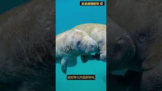 你不知道的動物冷知識-海牛的神奇觸鬚