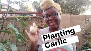 How to Plant Garlic - Seed Garlic Or From The Store- In A Hot Climate