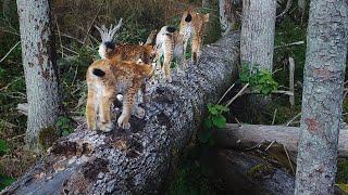 Lynx family grooming on fallen aspen tree