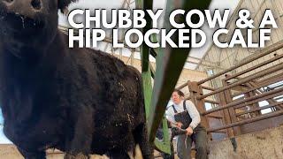 helping a hip locked calf | Calving Season 2024 Vlog | Day in the life of a 27 year old farmer