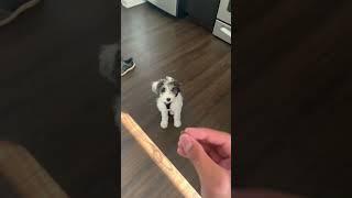 Puppy VS Ice Cube