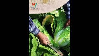 Exceptional cabbage harvest keeps farmers busy