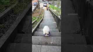 The Smart DogLittle puppy dog cycle ride #doglover #pomeranian #cutedog #whowillbemylifepartnerta