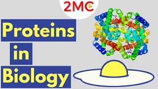 Proteins | Biological Molecules Simplified #2