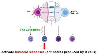 Cytokines and Chemokines