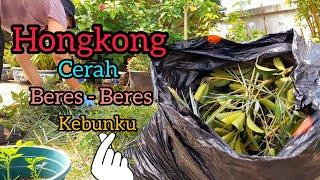 Hongkong cerah saatnya beberes Kebunku #vloghongkong #kebun #vlogviral #yannwonghk #ferrari #toyota