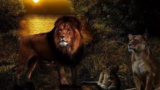 The Tokens - The Lion Sleeps Tonight (Lyrics) Legenda Inglês - Português