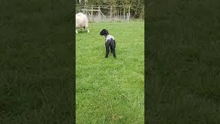 Orphan Annie Easter Lamb @cerberusk9uk #shorts