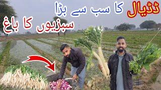 Fresh Vegetable Garden Farm of Saliyaa in Dadyal Azad Kashmir | How to My Village Life & Routine