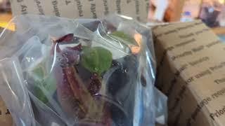 Redleaf Exotics plant #2