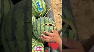 payg'ambarimiz Muhammad s.a.v #tiktok #shortvideo #video #short #video #trending #instagram