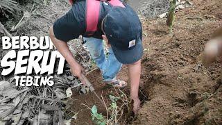 berburu bahan bonsai serut di alam, bubar karena hujan