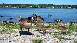 Baby Geese and Ducks on a Scenic Lake - 10 Hour Video for Pets and People - July 12, 2023