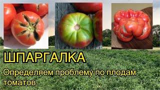 Шпаргалка по томатам. Болезни плодов и способы их решения. (Трещины, желтые плечики, гнили и т.д.)