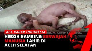 Heboh Bayi Kambing Berwajah Mirip Manusia di Aceh Selatan | tvOne