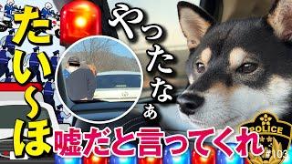 柴犬と楽しいキャンプなのにタイーホされた主