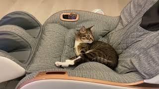 Pet Cat Relaxes On Owner's Massage Chair