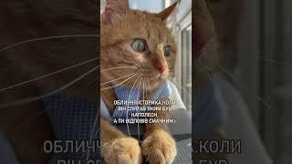 КІТ ЧІПС ТА НАПОЛЕОН. #кот#cat #catlover #funny #funnycats #приколы #юмор