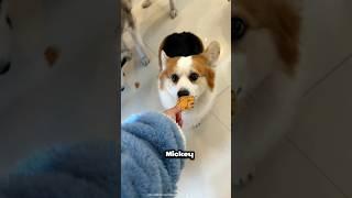 Sharing Pancakes with My Adorable Pets"  #shorts
