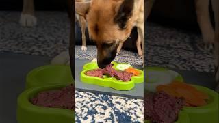 Easy RAW dinner for my husky mix & GSD  #shorts