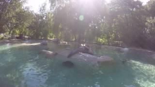 Seehunde Augsburger Zoo / gopro hero 4 black(2)