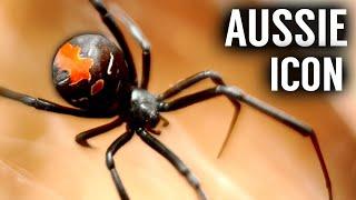 The Secret Life of Australia's Most FAMOUS Spider: The Redback