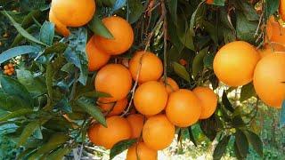 Picking oranges after a snowy day.   #farmtime