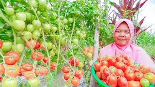 How to Grow Tomatoes from Seed to Harvest | How to grow Tomatoes