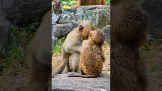 Hak Han MDJ Enjoy Watching Abandon Baby Monkey - Daily Wildlife Monkey #Lucie #Leo #Rainbow #Jovi