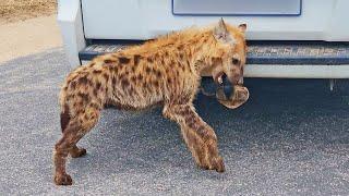 Hyena Tries to Pull Car 