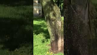 27 мая 2025  Питер Утро Погода Хорошее  #весна #прогулка #Landscape #positivevibes #nature #природа